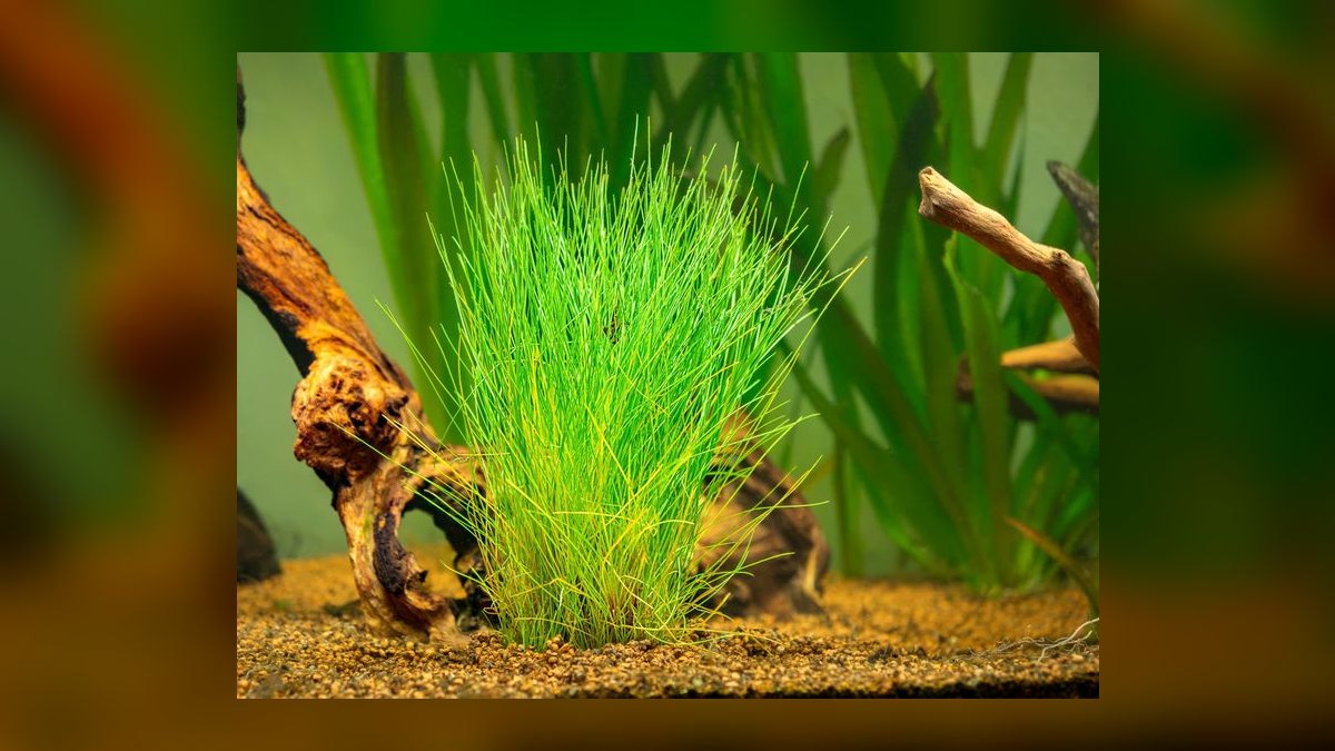 Top 10 carpet plant propagation 2027 — figure 5