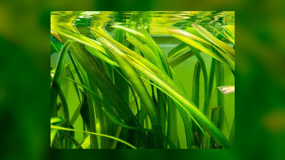 Top 10 carpet plant propagation 2027 — figure 7