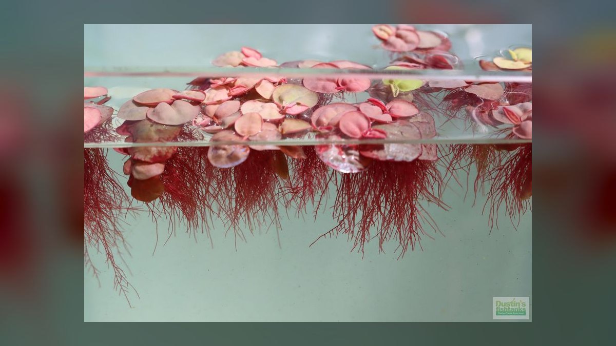 Top 10 carpet plant propagation 2027 — figure 9