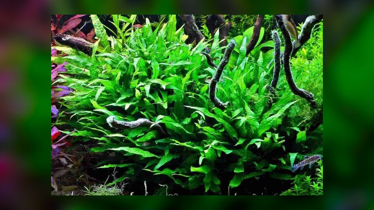Top 10 carpet plant propagation 2027