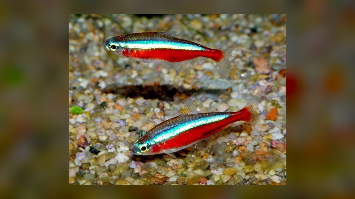 Top 10 fish stress indicators 2027 — figure 2