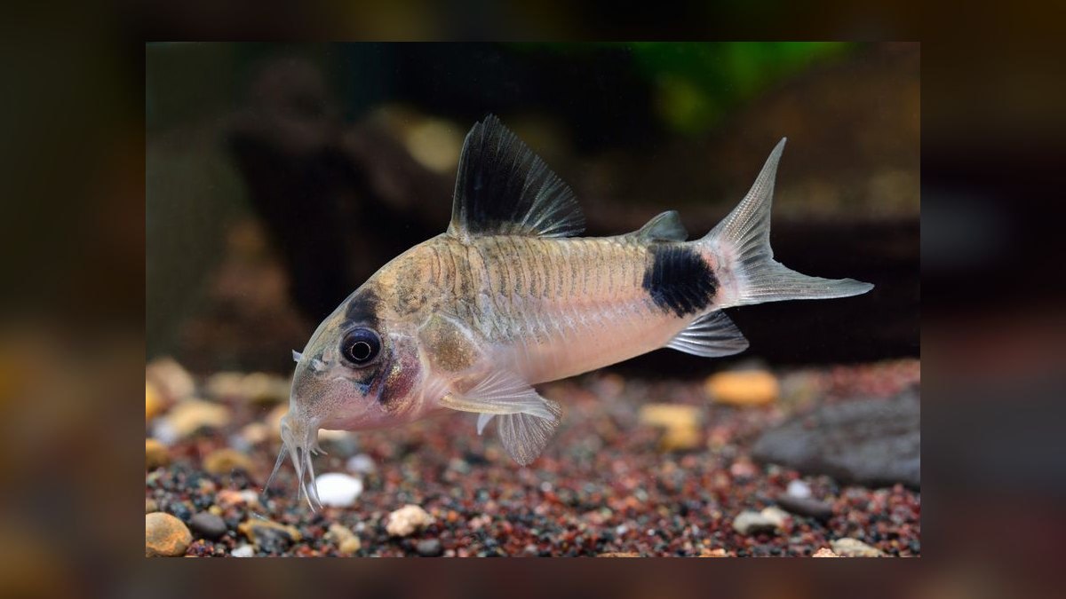 Top 10 fish stress indicators 2027 — figure 3
