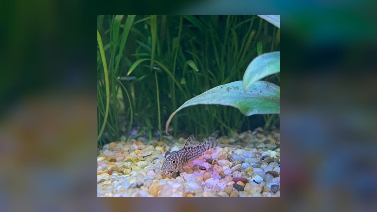 Top 10 fish stress indicators 2027 — figure 4