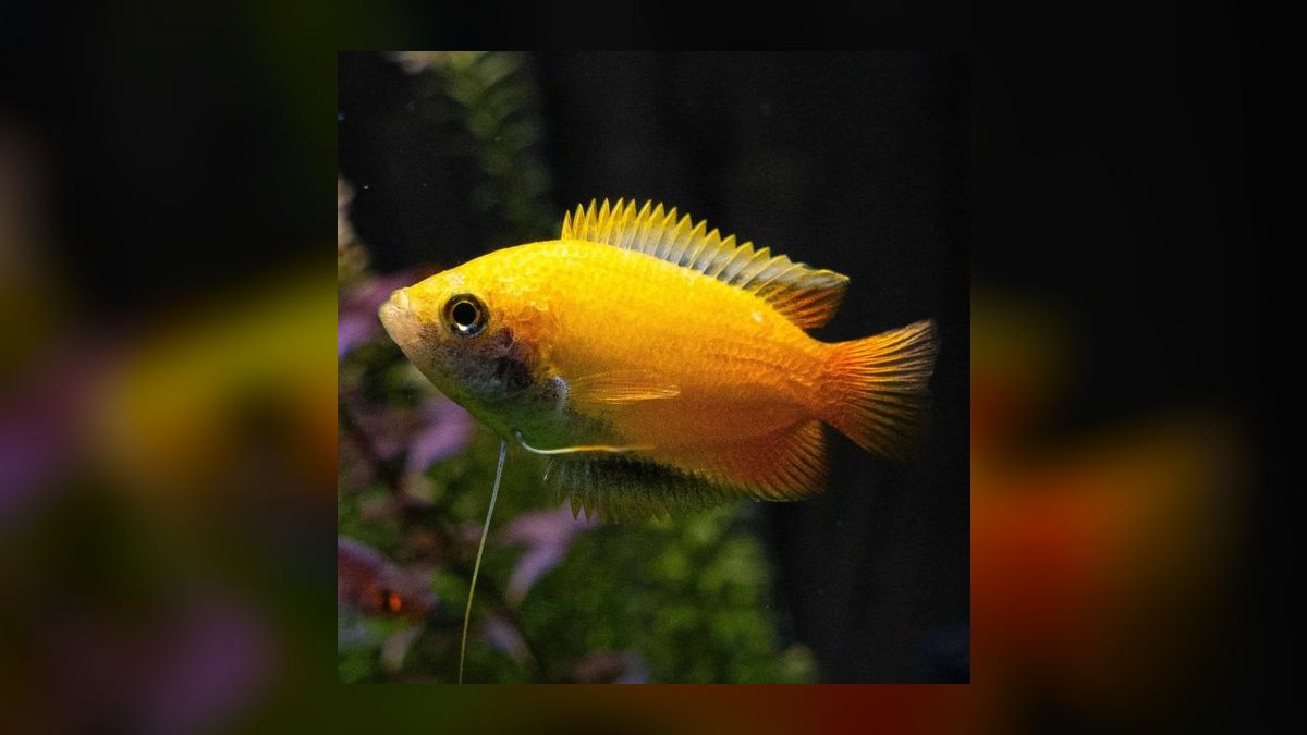 Top 10 fish stress indicators 2027 — figure 6
