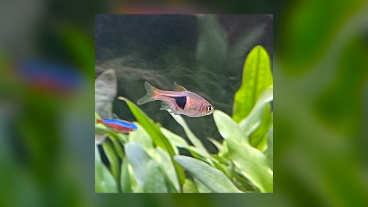 Top 10 fish stress indicators 2027 — figure 8