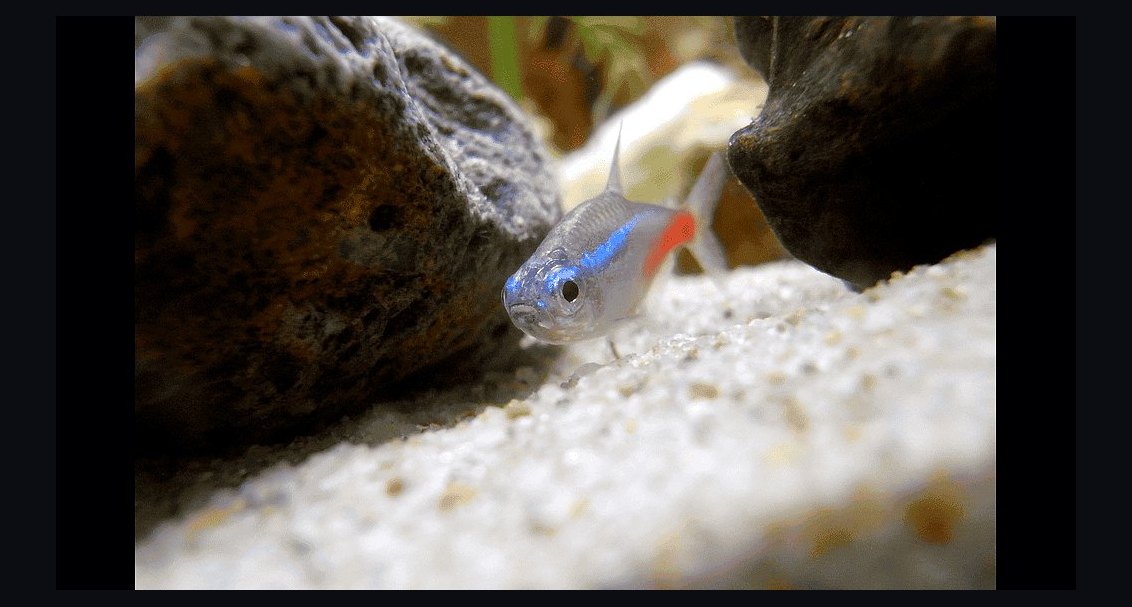 Top 10 fish stress indicators 2027