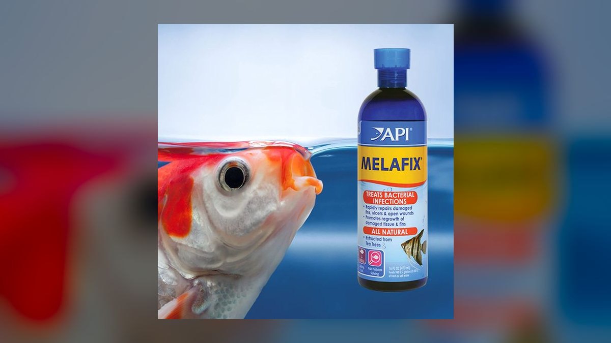 Top 10 fin rot treatments 2027 — figure 3