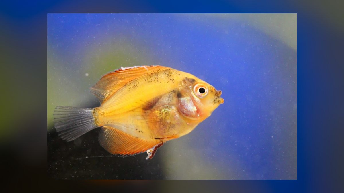 Top 10 fin rot treatments 2027