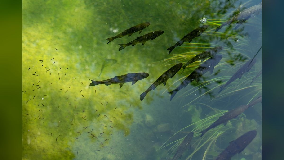 Top 10 fish parasite cures 2027 — figure 1