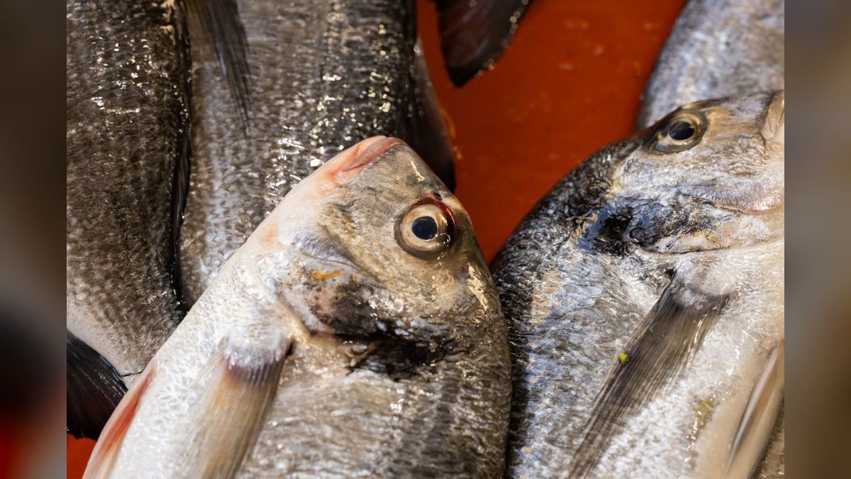 Top 10 fish parasite cures 2027 — figure 2