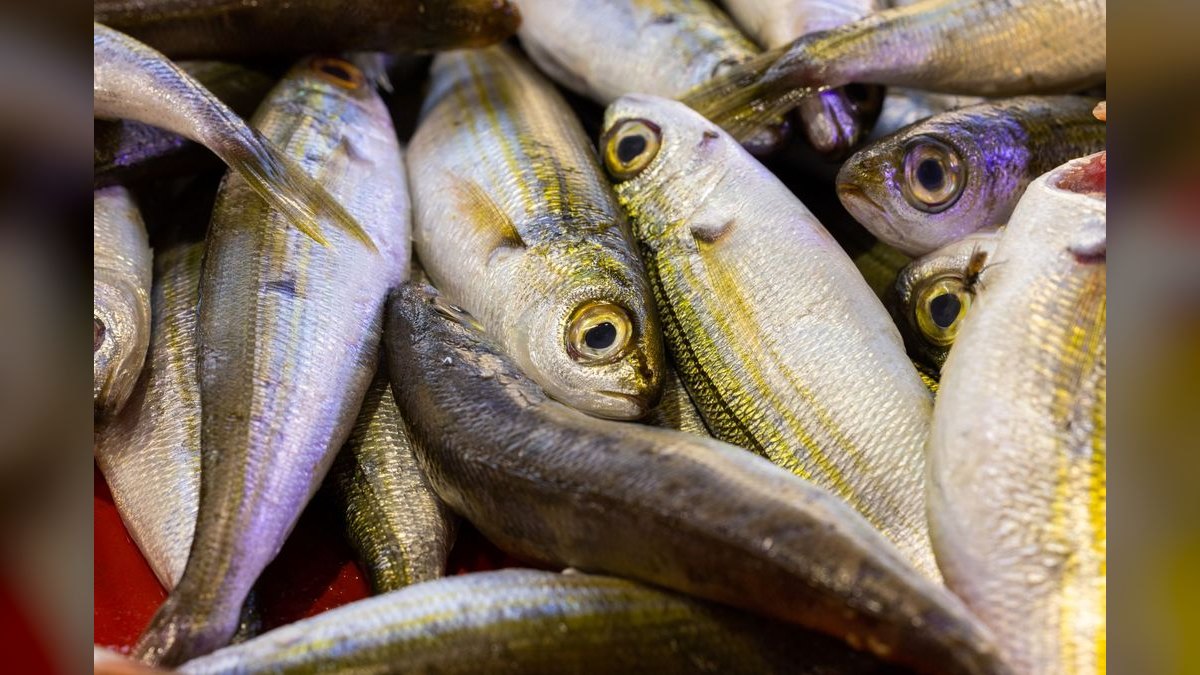 Top 10 fish parasite cures 2027 — figure 3