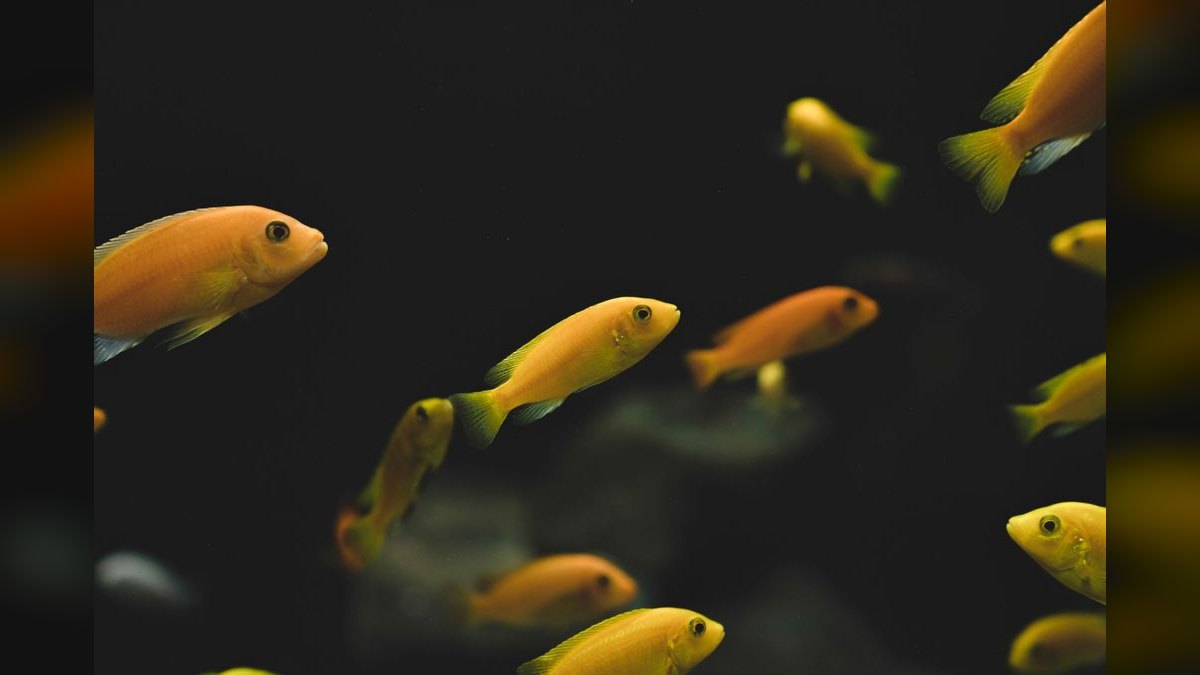 Top 10 fish parasite cures 2027 — figure 4