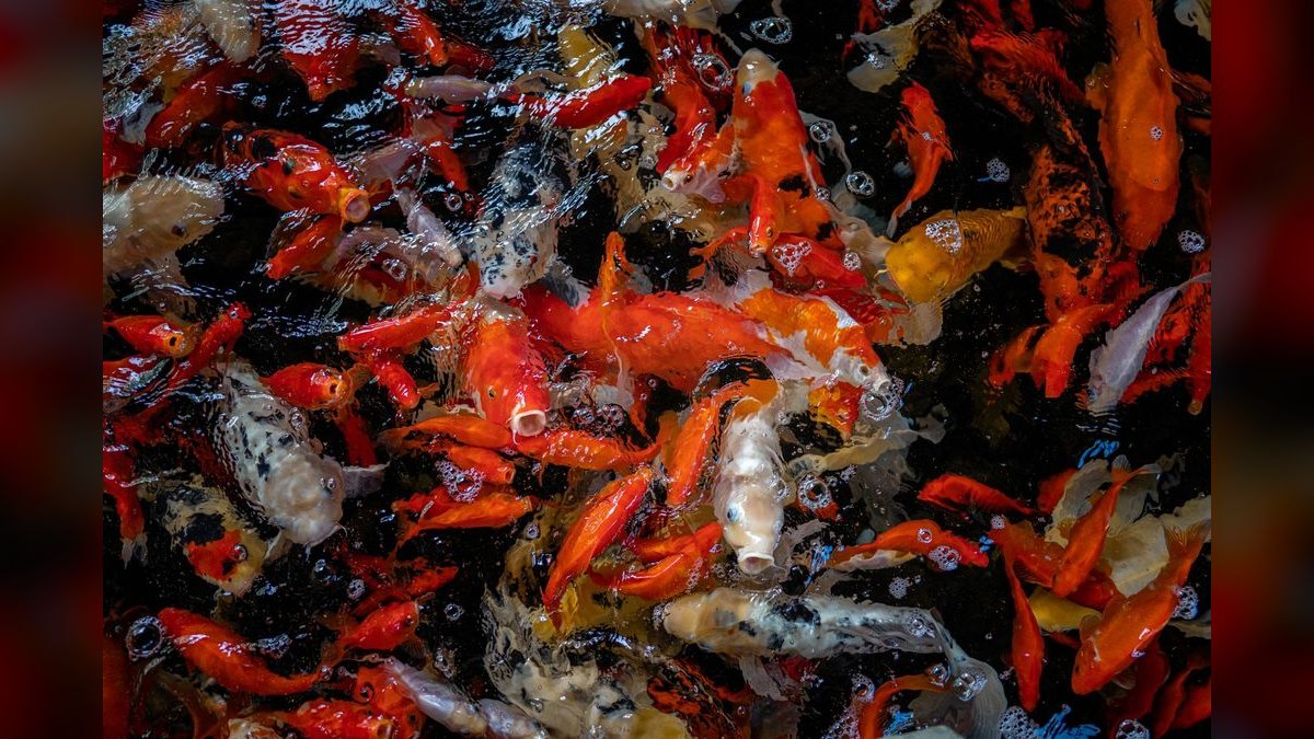 Top 10 fish parasite cures 2027 — figure 5