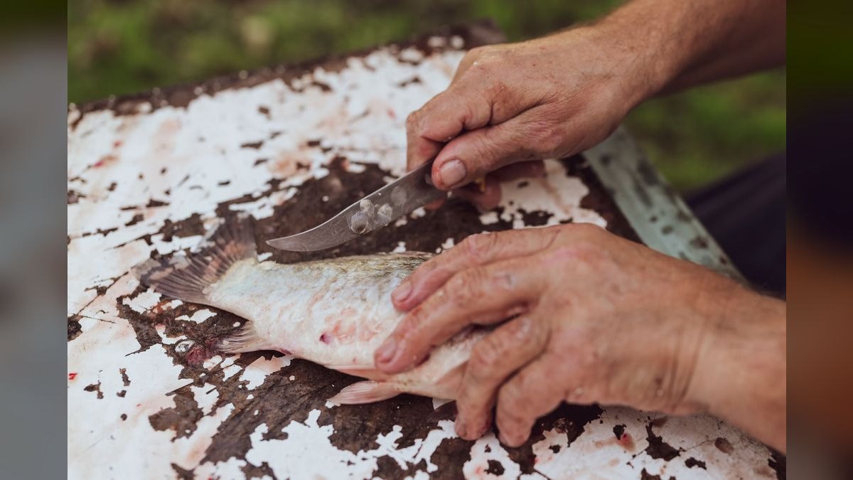 Top 10 fish parasite cures 2027 — figure 6