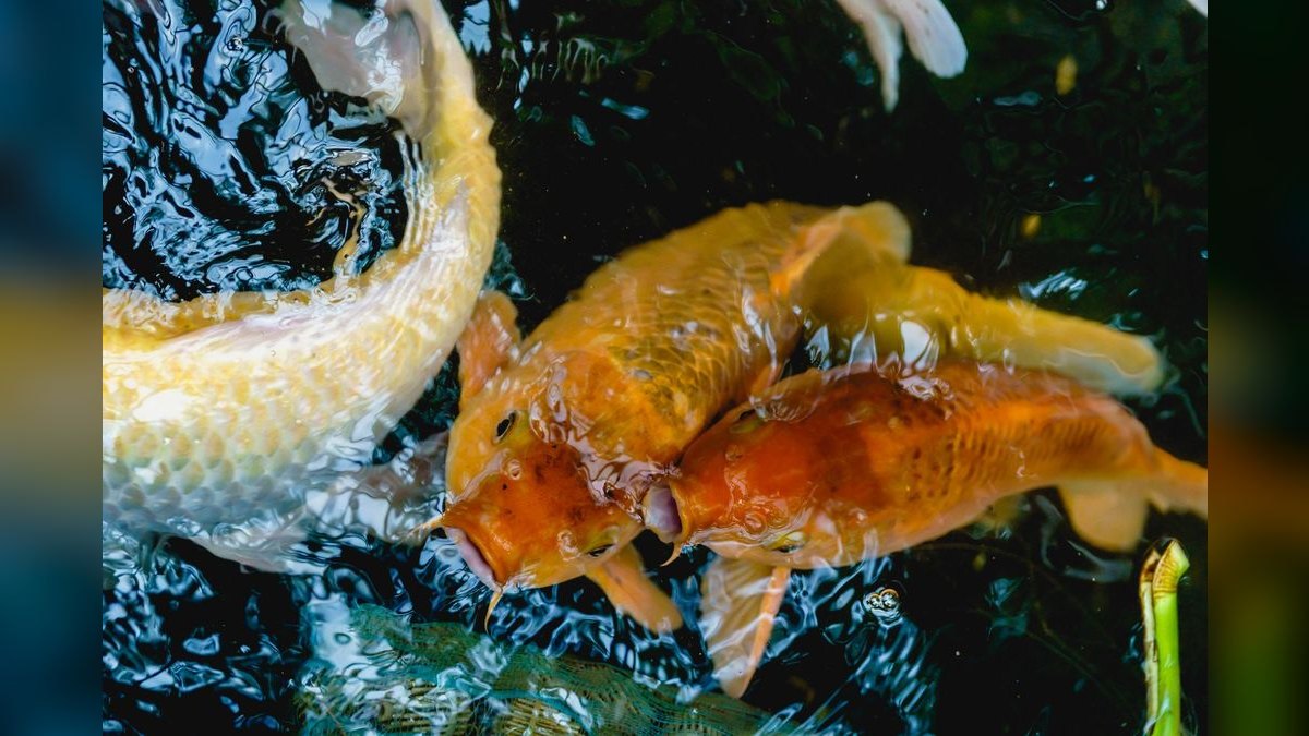 Top 10 fish parasite cures 2027