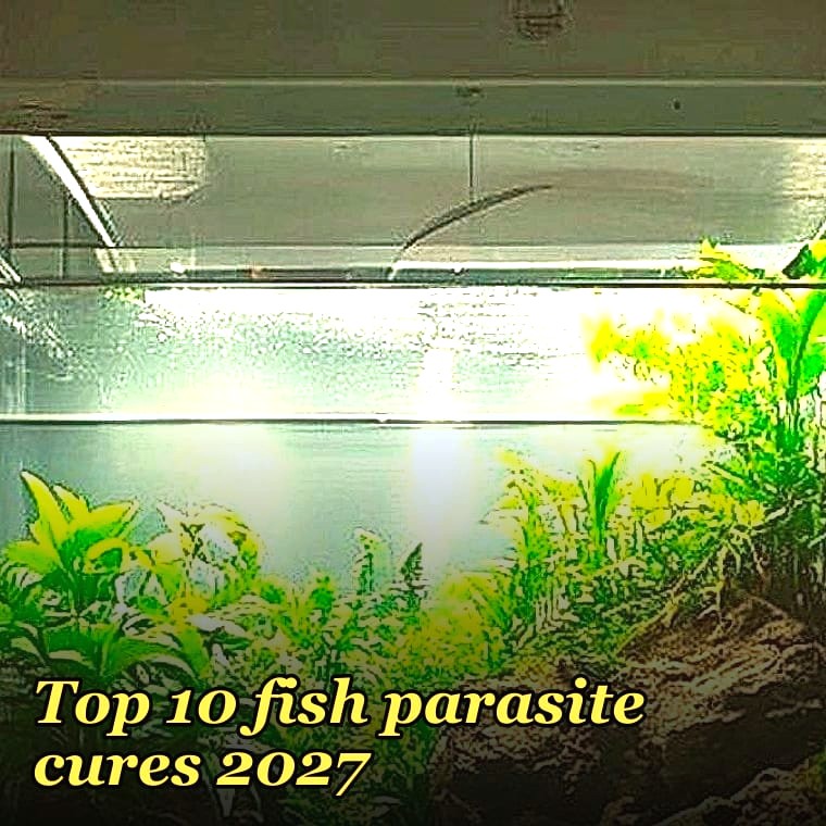 Top 10 fish parasite cures 2027