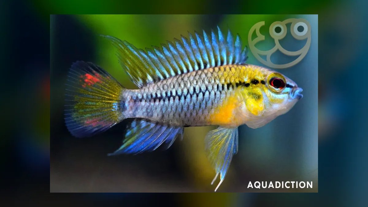 Top 10 Amazon Biotope Fish 2027 — figure 4