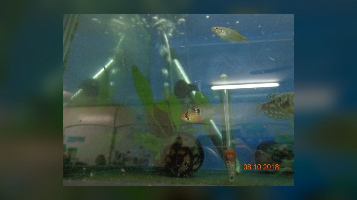 Top 10 Amazon Biotope Fish 2027 — figure 6