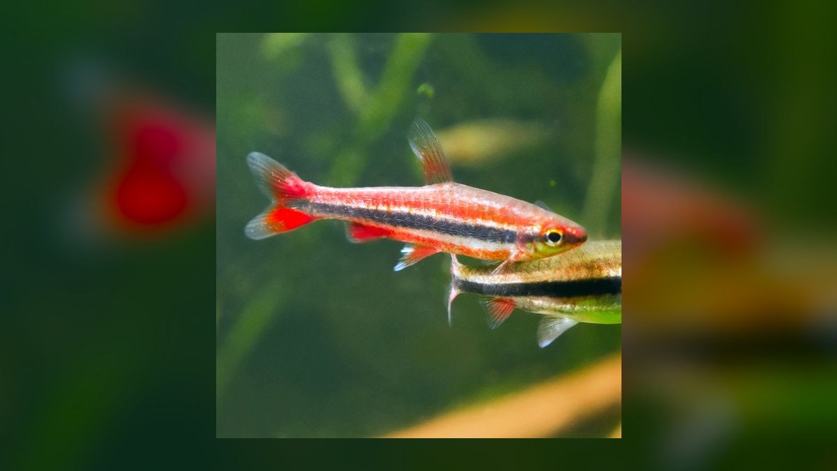 Top 10 Amazon Biotope Fish 2027 — figure 8