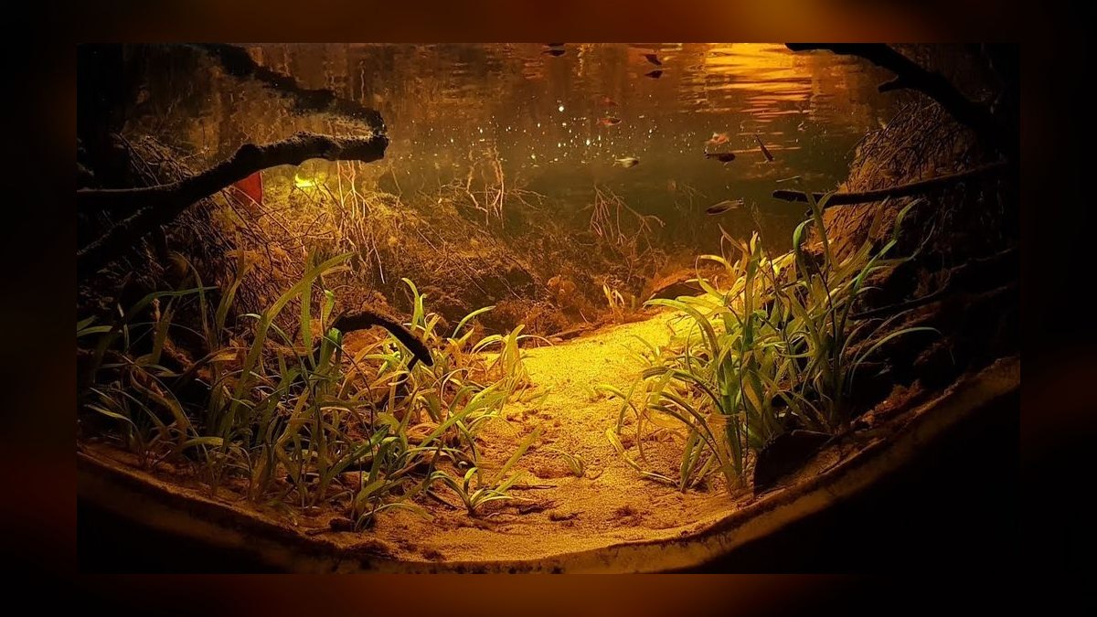 Top 10 Amazon Biotope Fish 2027
