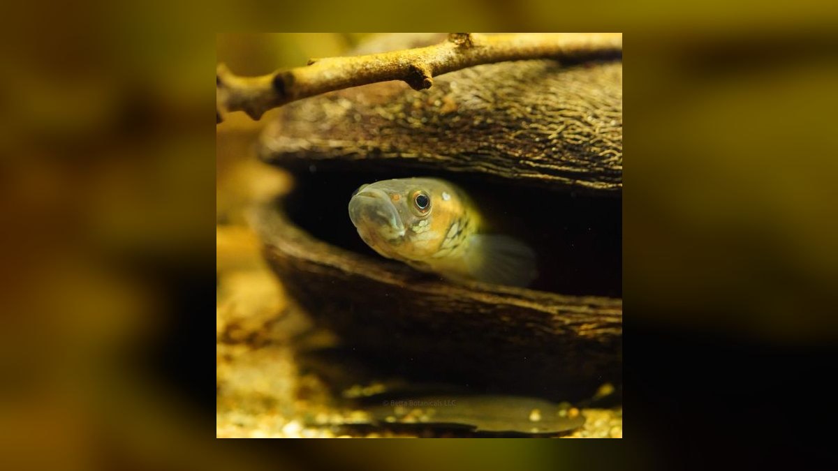 Top 10 Southeast Asian Biotope Fish 2027 — figure 10