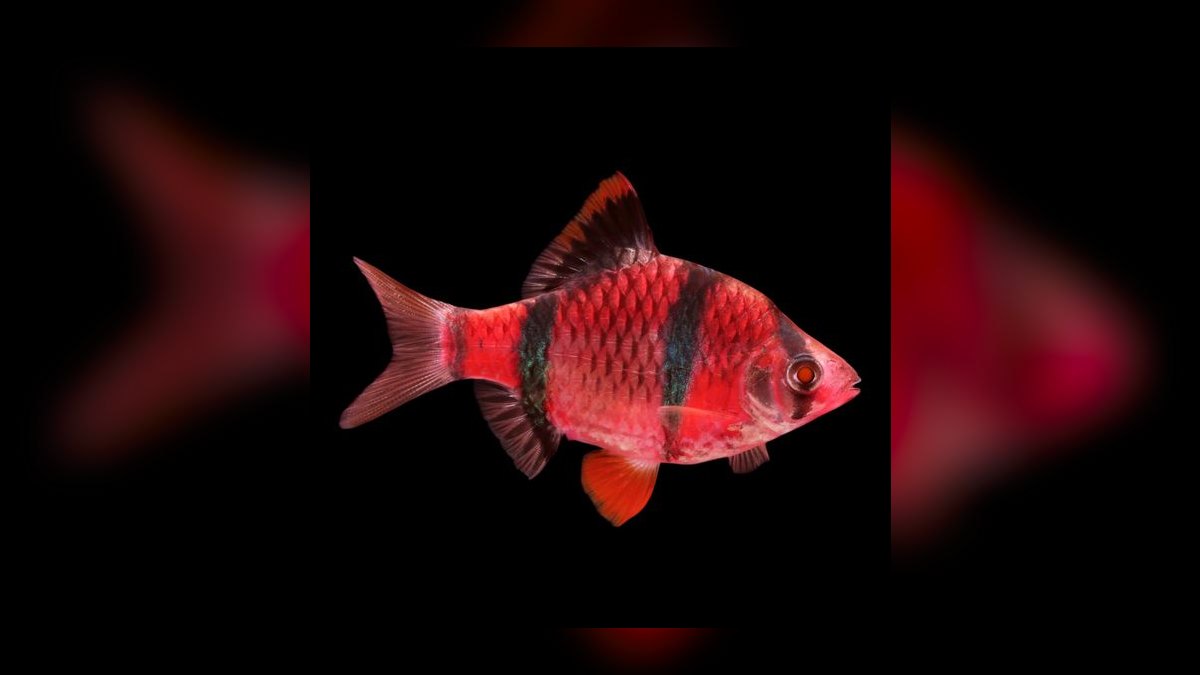 Top 10 Southeast Asian Biotope Fish 2027 — figure 3