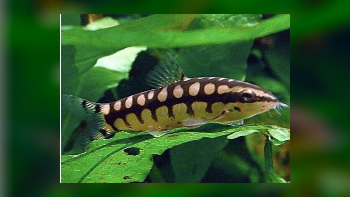 Top 10 Southeast Asian Biotope Fish 2027 — figure 4