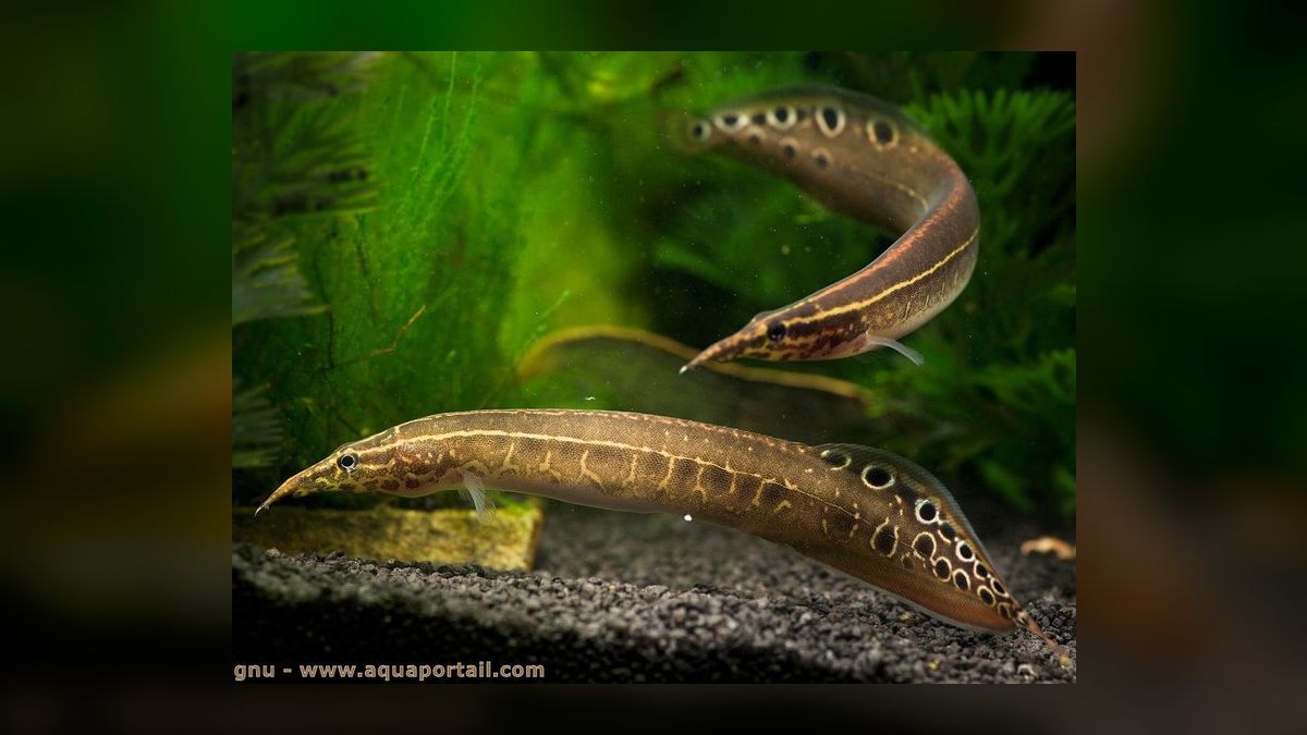 Top 10 Southeast Asian Biotope Fish 2027 — figure 6