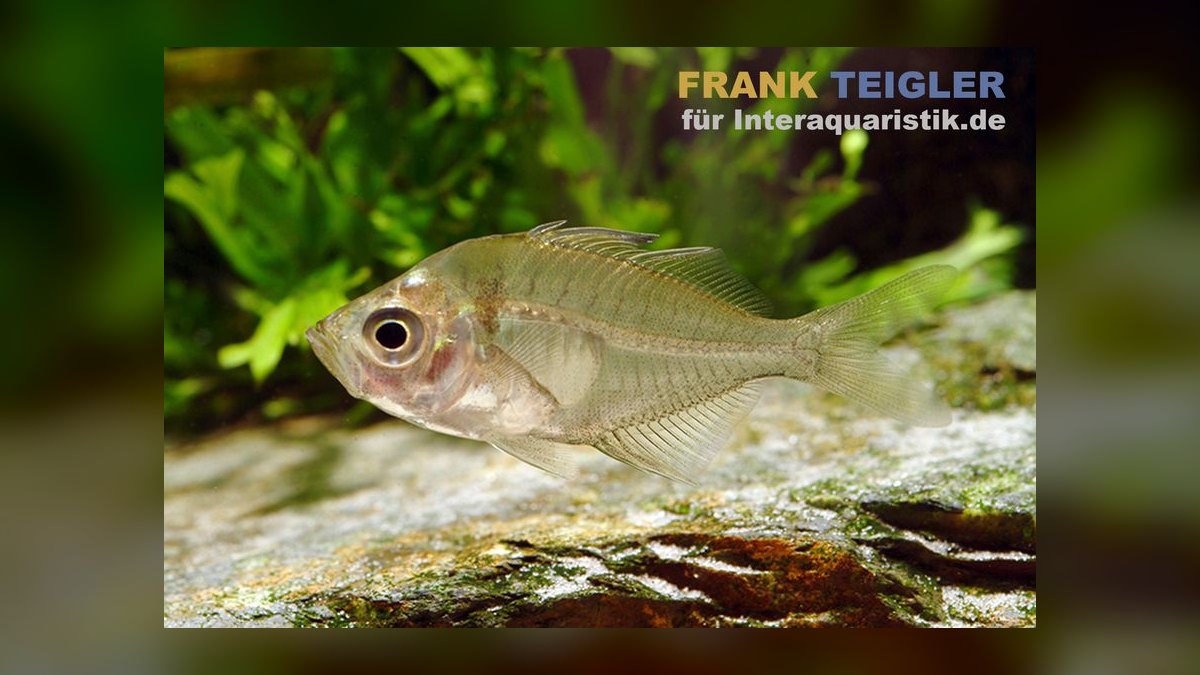 Top 10 Southeast Asian Biotope Fish 2027 — figure 7