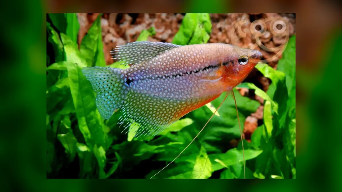 Top 10 Southeast Asian Biotope Fish 2027 — figure 8