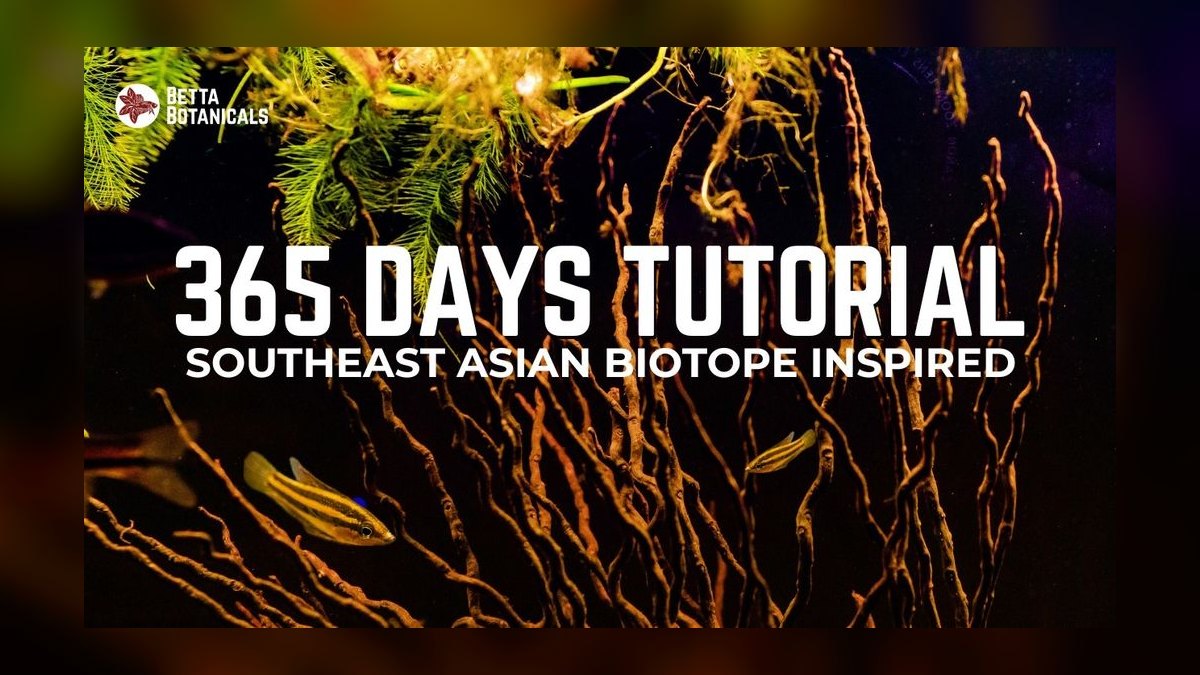 Top 10 Southeast Asian Biotope Fish 2027