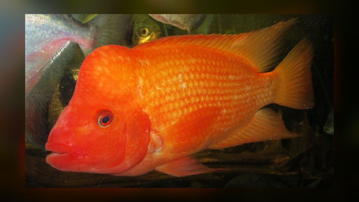 Top 10 Central American Cichlids 2027 — figure 1