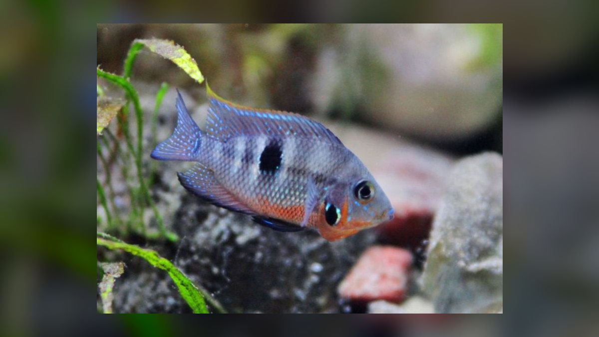 Top 10 Central American Cichlids 2027 — figure 10