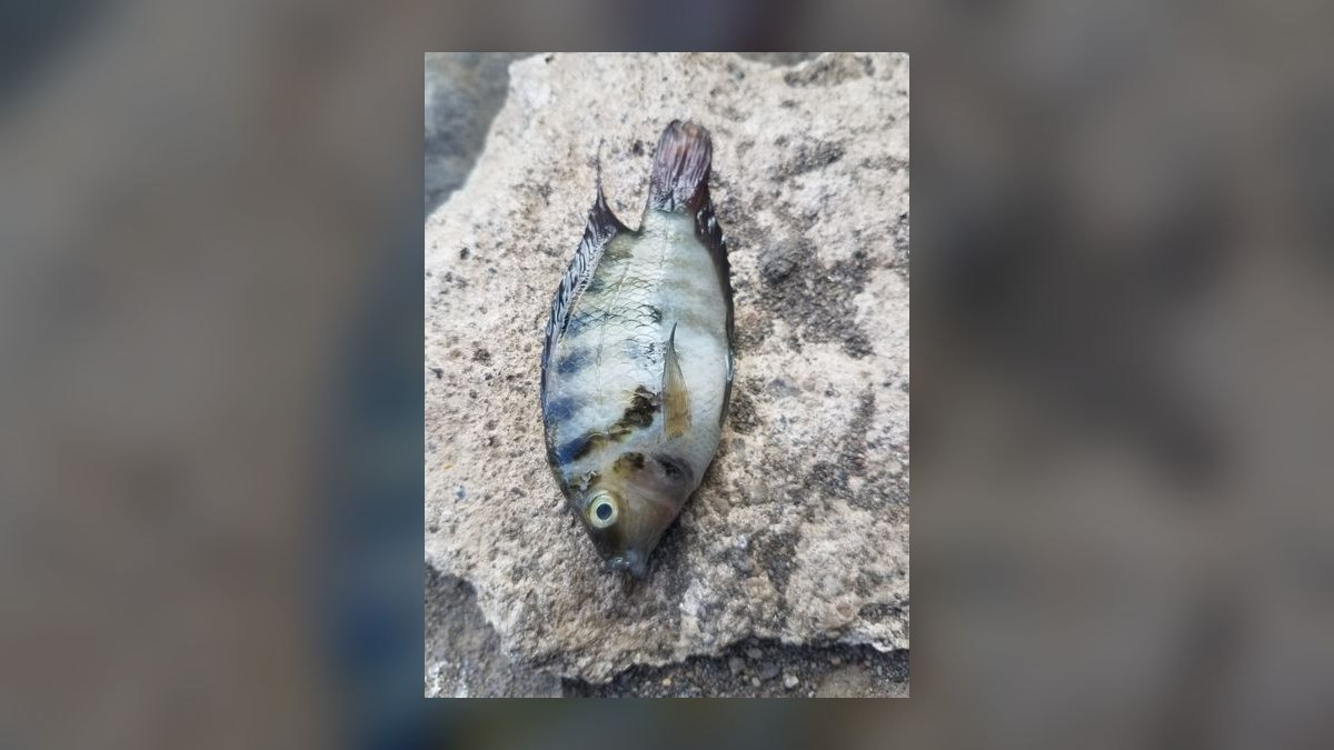 Top 10 Central American Cichlids 2027 — figure 5