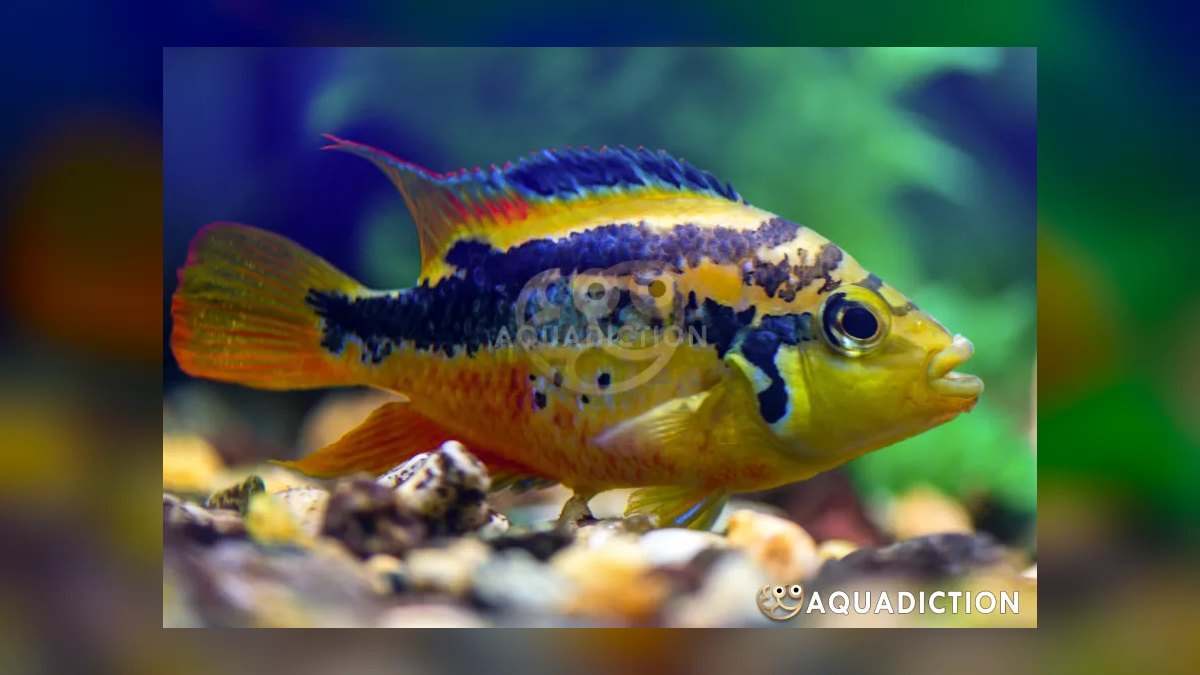 Top 10 Central American Cichlids 2027 — figure 6