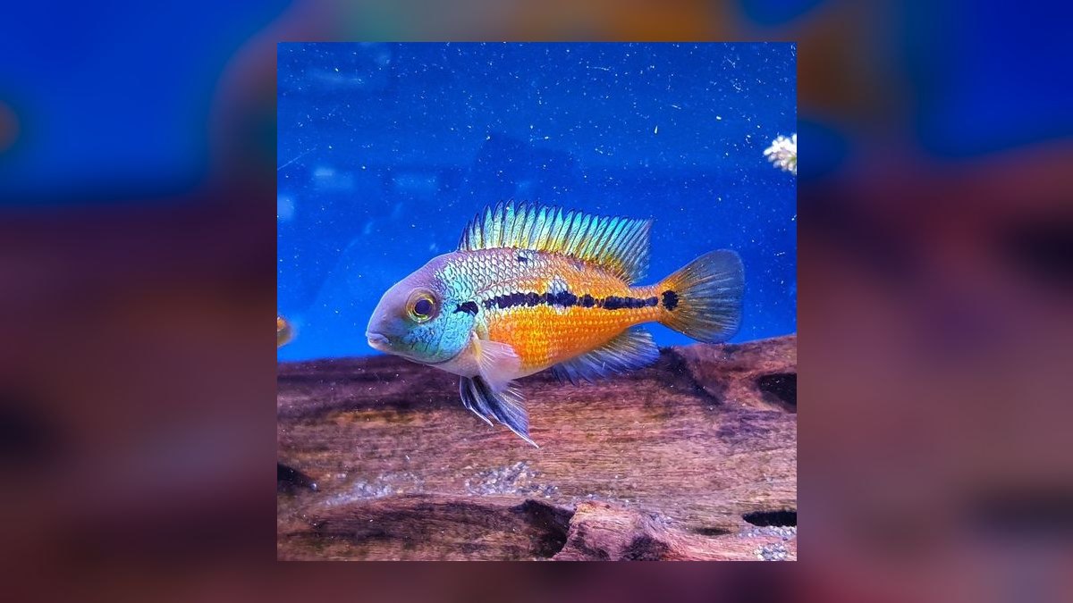 Top 10 Central American Cichlids 2027 — figure 8