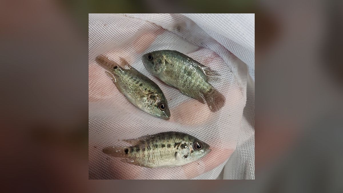 Top 10 Central American Cichlids 2027 — figure 9