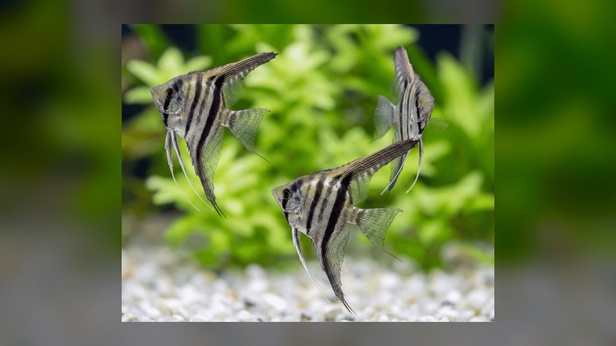 Top 10 South American Cichlids 2027 — figure 1