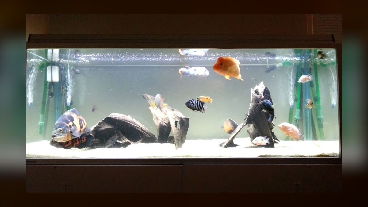 Top 10 South American Cichlids 2027 — figure 3