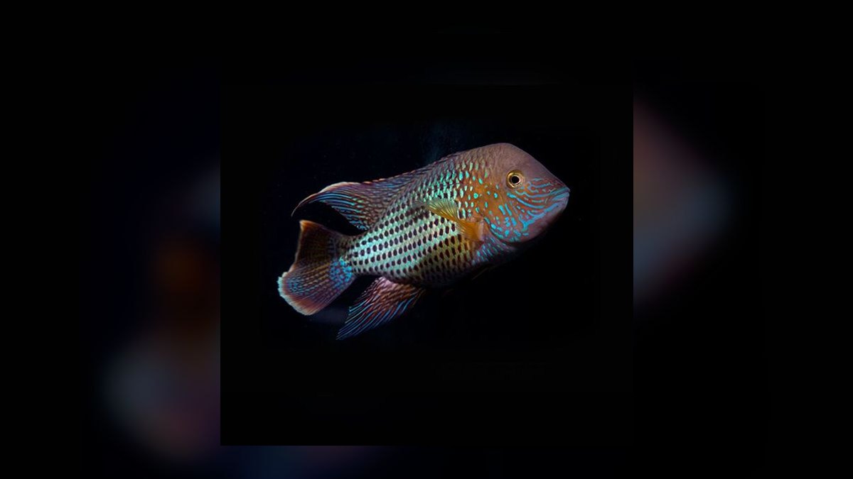 Top 10 South American Cichlids 2027 — figure 5