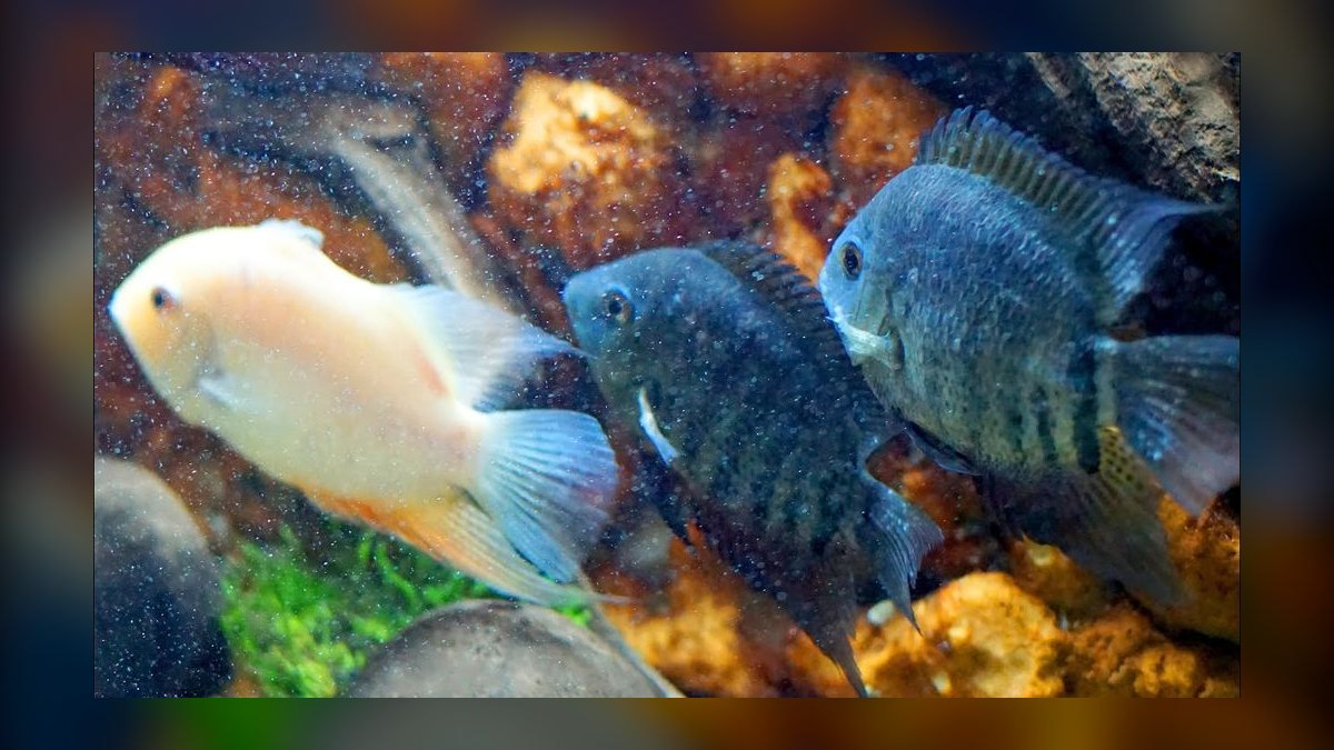 Top 10 South American Cichlids 2027 — figure 6