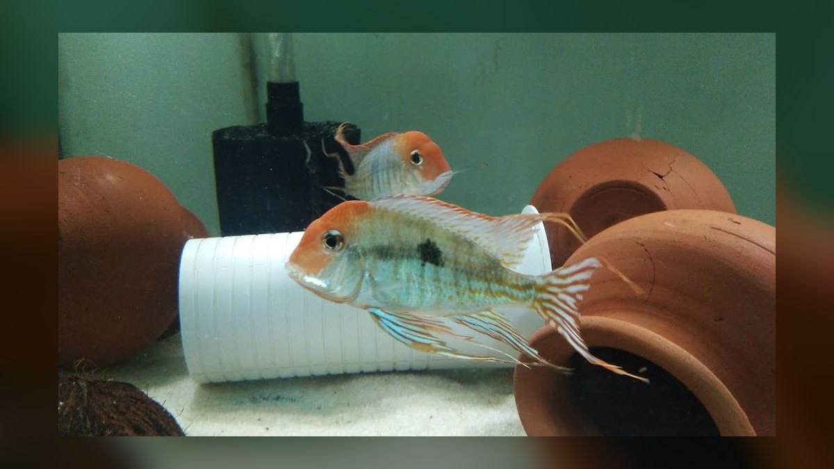 Top 10 South American Cichlids 2027 — figure 8