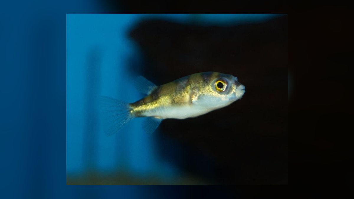 Top 10 South American Cichlids 2027