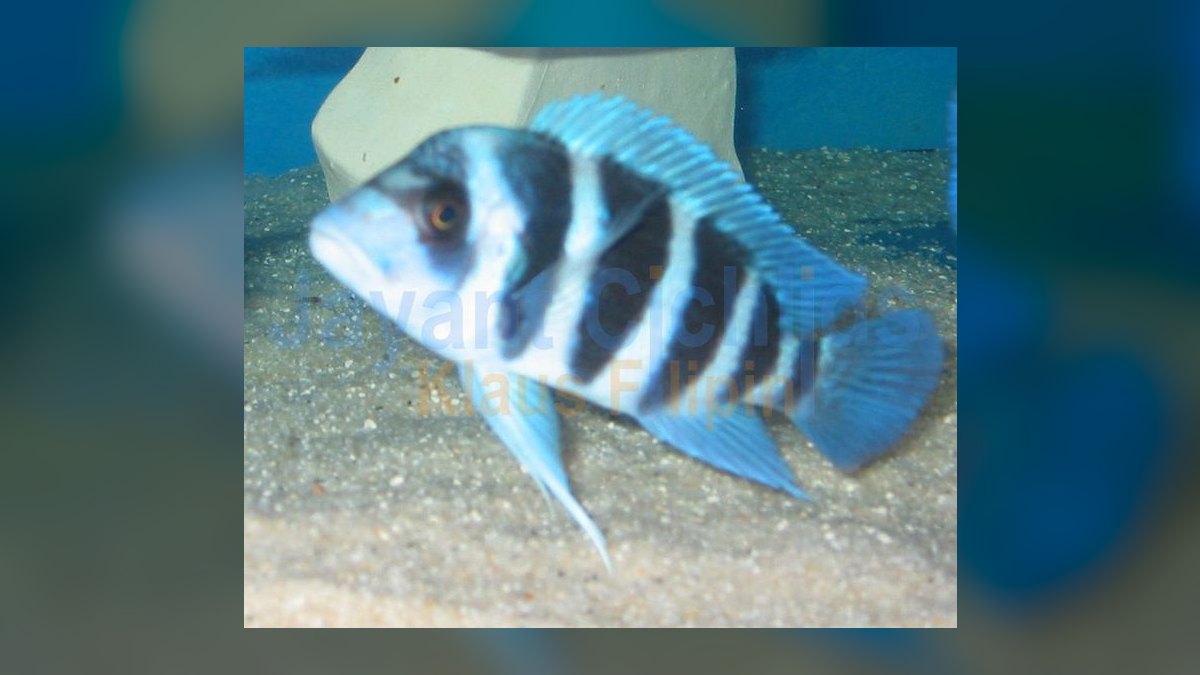 Top 10 Lake Tanganyika Cichlids 2027 — figure 1