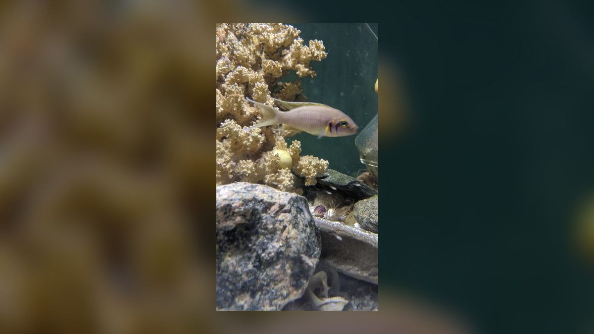 Top 10 Lake Tanganyika Cichlids 2027 — figure 2
