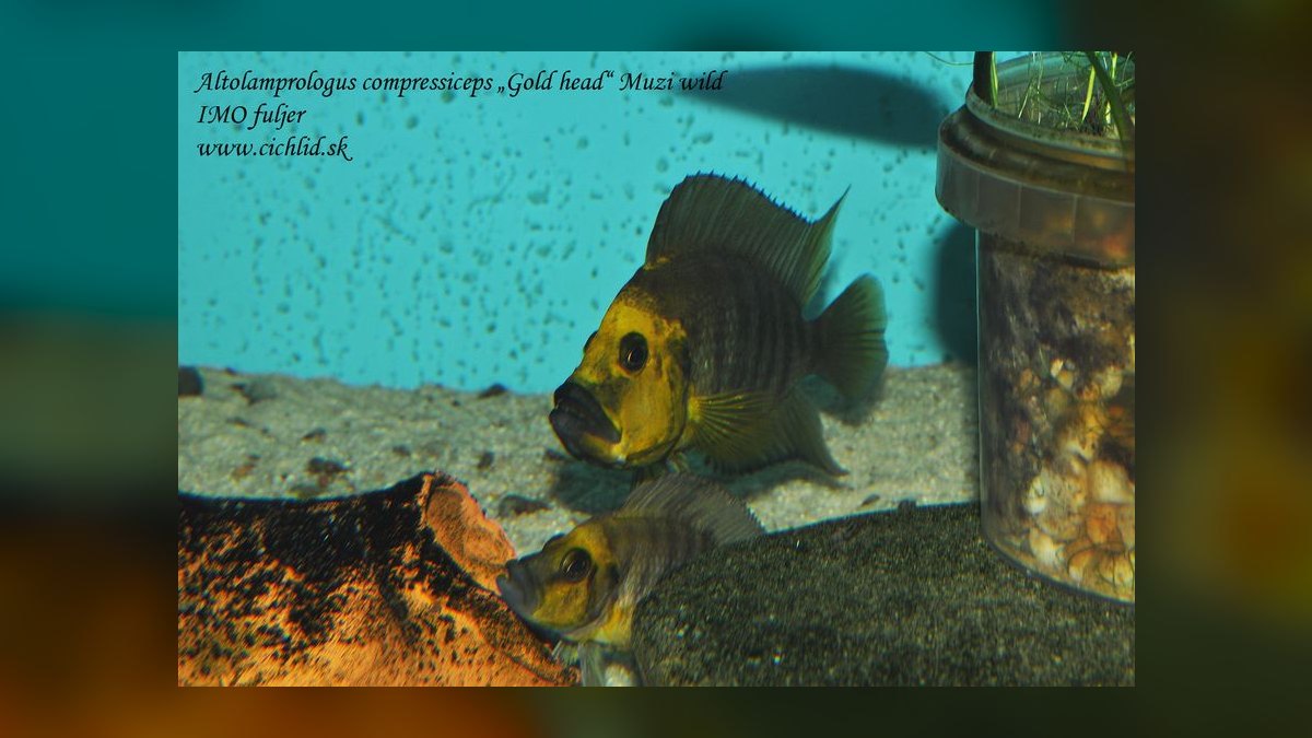 Top 10 Lake Tanganyika Cichlids 2027 — figure 3