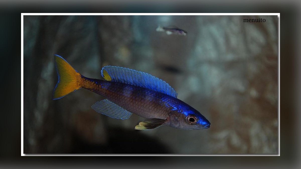 Top 10 Lake Tanganyika Cichlids 2027 — figure 4