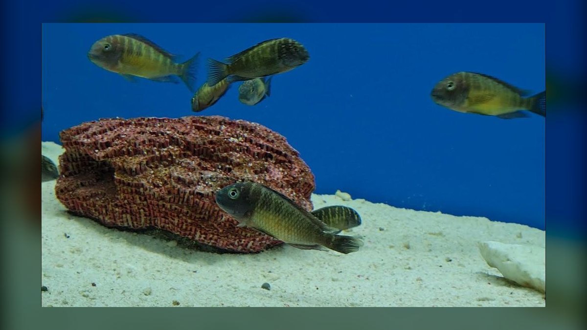 Top 10 Lake Tanganyika Cichlids 2027 — figure 5