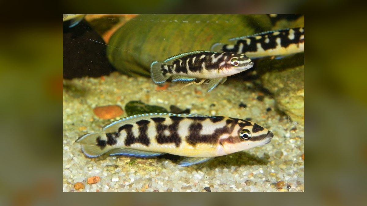 Top 10 Lake Tanganyika Cichlids 2027 — figure 6
