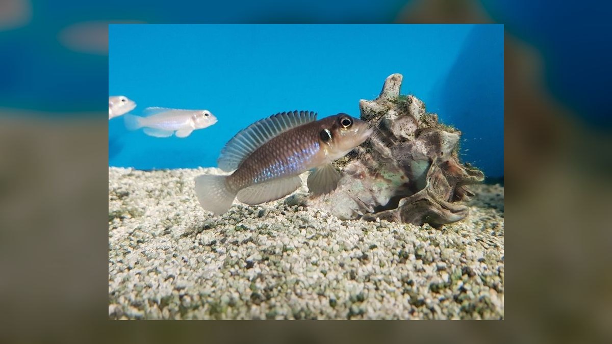 Top 10 Lake Tanganyika Cichlids 2027 — figure 7